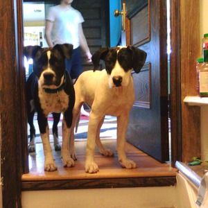 Meet your Posher, Dina